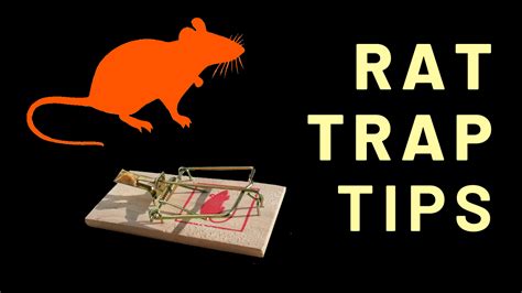 Rat Trap Tips And Why You Should Always Pre Bait