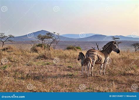 Female Zebra With A Foal Standing In A Grassy Field Stock Image