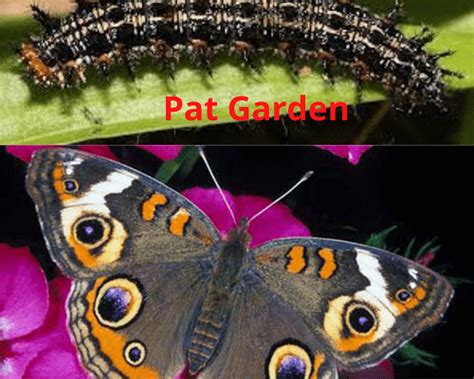 15 Types of Butterfly Caterpillars with Pictures - Pat Garden