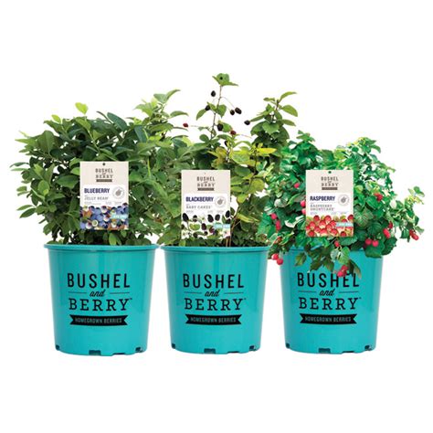 Green Plus Assorted Fruit Bush 1 Gallon Pot 010796 Réno Dépôt