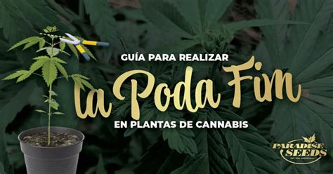 Beneficios Y Consejos Para Realizar La Poda Apical En Las Plantas