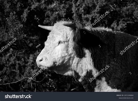 Hereford Bull With Horns: Over 439 Royalty-Free Licensable Stock Photos ...