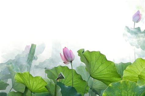 Lotus Summer Free Photo On Pixabay Pixabay