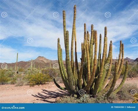 Organ Pipe Cactus In Organ Pipe Cactus National Park Stock Photo