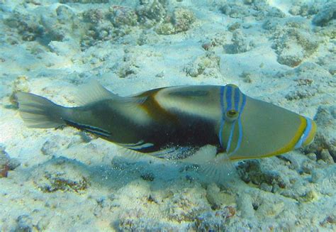 Humu Picasso Triggerfish Databasefish