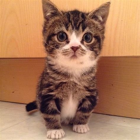 Your Cute-Filled Monday, with Dwarf Cats