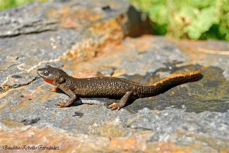 Trit N Piren Ico Euproctus Asper Valle De Benasque Huesca Flickr