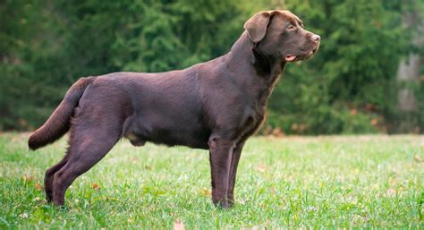 Labrador retriever el perro ideal características y comportamiento