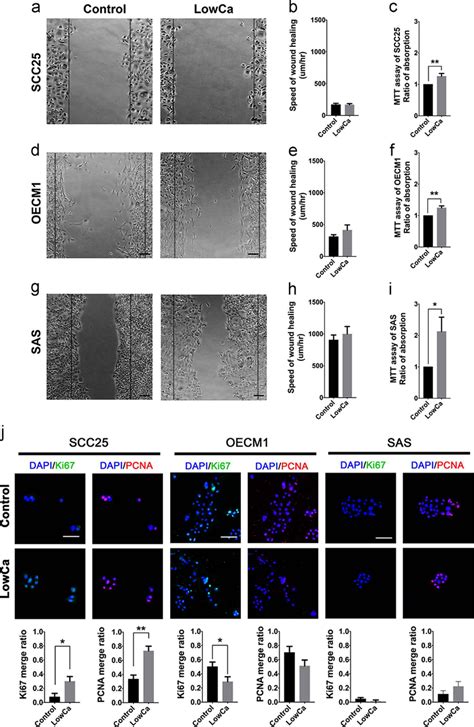 Cell Migration Viability And Proliferation Of Hnscc Cells With