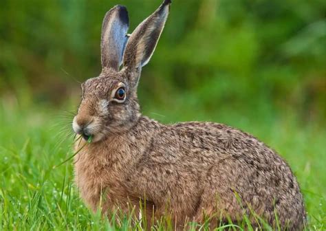 Hare Behavior - AnimalBehaviorCorner