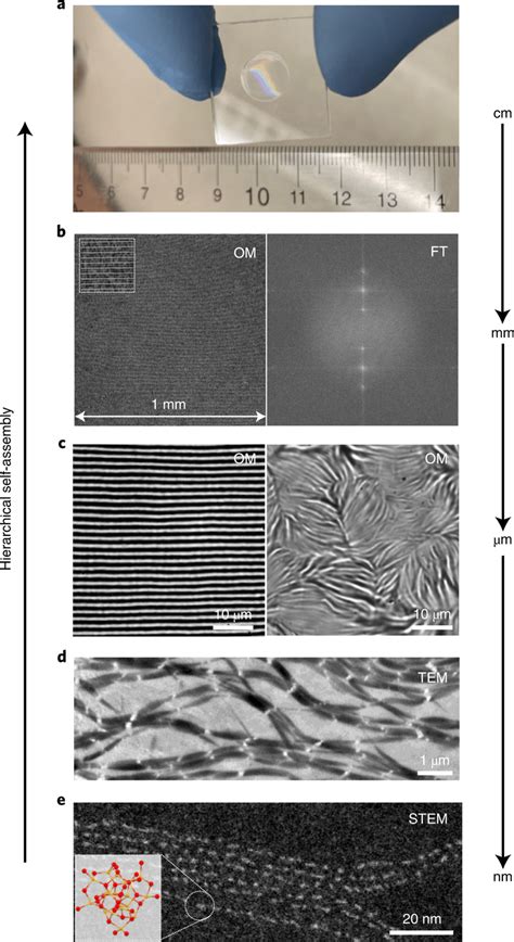 Hierarchical Self Assembly Of 1 5 Nm Mscs Into Centimetre Scale Aligned Download Scientific