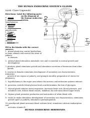 Endocrine Worksheet Packet STUDENT 1 Doc THE HUMAN ENDOCRINE SYSTEM