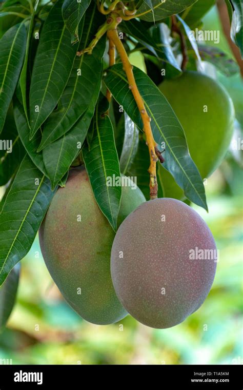 Tropical Mango Tree With Big Ripe Mango Fruits Growing In Orchard On