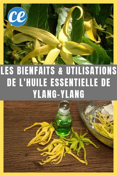 Huile Essentielle D Ylang Ylang Bienfaits Et Utilisations Conna Tre