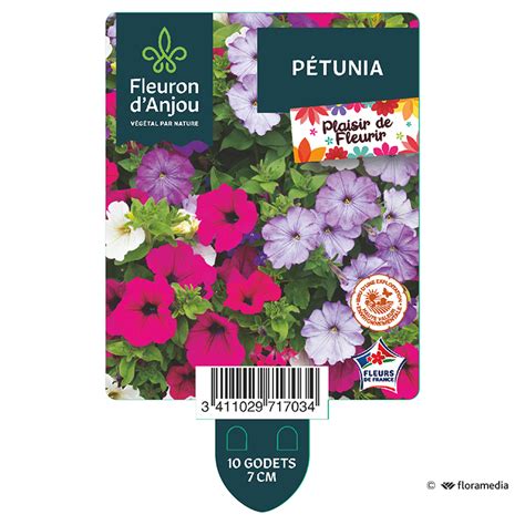 Petunia Semis Fleuron D Anjou