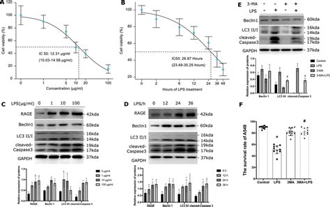 Autophagic Cell Death Happened In A549 Cells Induced By Lps The Effect