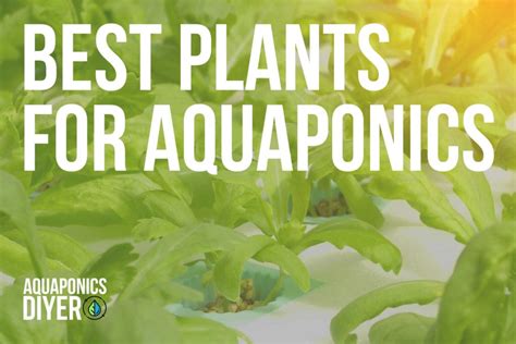 Top 38 Best Plants for Aquaponics - Full Guide 2023 - AquaponicsDIYer