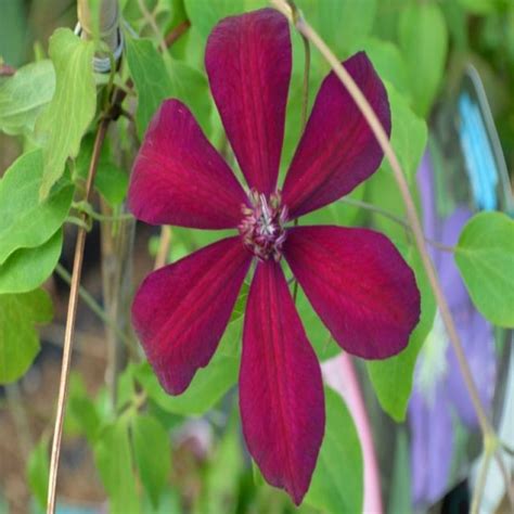 Clematis WESTERPLATTE Powojnik Wielkokwiatowy