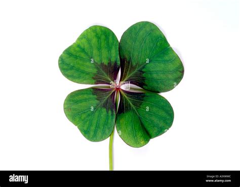 4 Leaved Cloverleaf Stockfotos 4 Leaved Cloverleaf Bilder Alamy