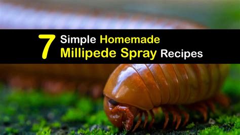 Eliminate Your Millipede Problem with Homemade Millipede Spray