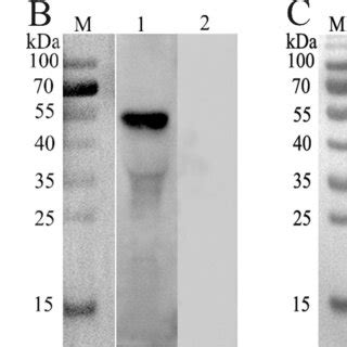 A Sds Page Lane M Standard Protein Molecular Weight Marker Lane