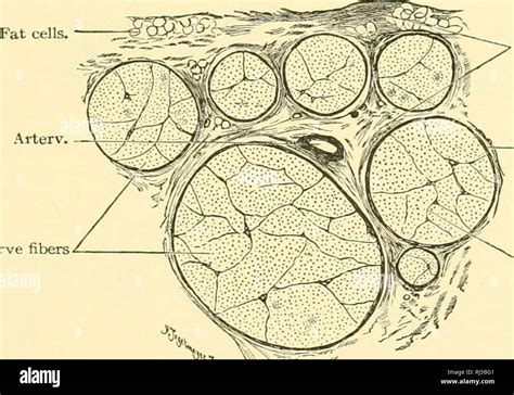 Nodes of ranvier hi-res stock photography and images - Alamy