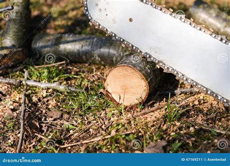 Homem Que Corta A Parte De Madeira Serra De Cadeia Imagem De Stock