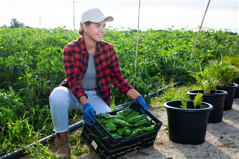 Mujer Muestra Caja Con Cultivo De Pimientos Maduros En Campo De