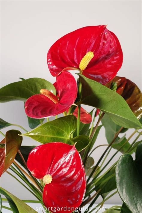 Anthurium Care Anthurium Plant Flamingo Plant Flamingo Flower