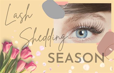 Understanding The Eyelash Shedding Season And Growth Cycles Forabeli