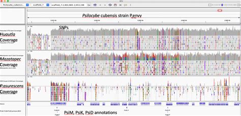 Integrated Genome Viewer Igv Coverage Plot Over The Psilocybin Download Scientific Diagram