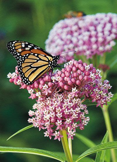 Types of Milkweed – TattooMySkin.com