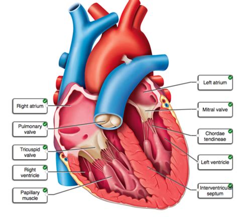 Gross Anatomy Of The Heart 21 Flashcards Quizlet