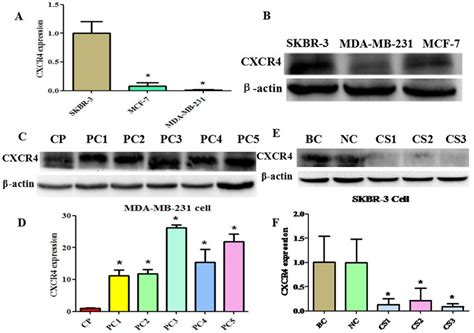 Construction Of Cxcr Over And Underexpressing Breast Cancer Cell