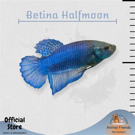 Jual Ikan Hias Cupang Halfmoon Betina Shopee Indonesia