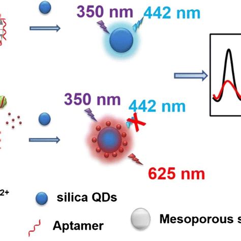 The Sensing Principle Of Ratiometric Fluorescent Aptasensor For Ota Download Scientific Diagram