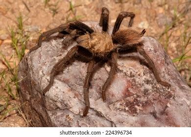 Aphonopelma Images Stock Photos D Objects Vectors Shutterstock