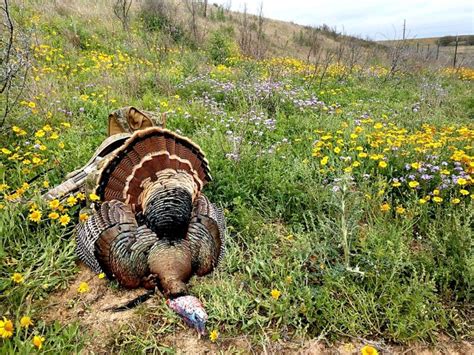 Rio Grande Turkey - John P. Boerschig Ranches