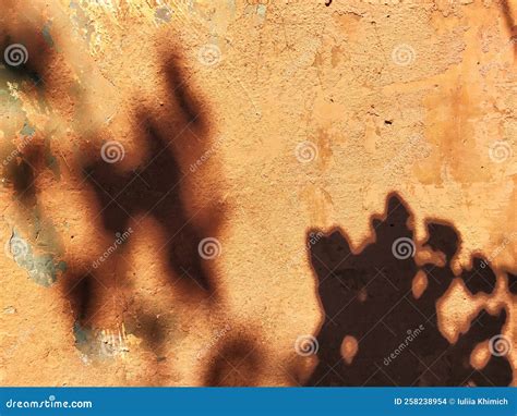 Plaster Painted Wall Texture With Plant Floral Shadows On It Summer