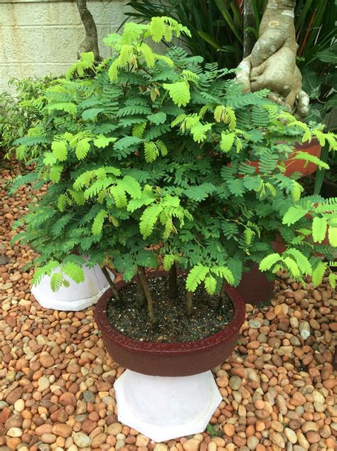 Tamarind Bonsai Forest Style Bonsai Forest Bonsai Art Bonsai Garden Garden Plants Fairy