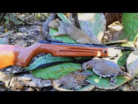 Caza De Codornices Ardillas Palomas Con Rifle Resortero YouTube