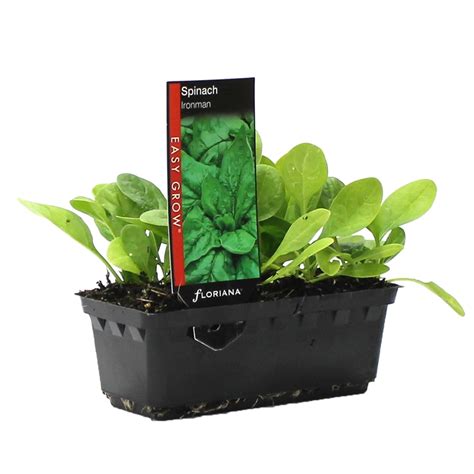 Easy Grow Punnet Range Spinach Ironman Bunnings Warehouse