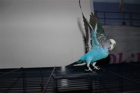 How To Trainteach Your Feather Pet Bird To Dance