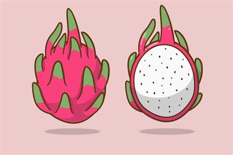 Premium Vector Vector Dragon Fruit Drawing Illustration Design