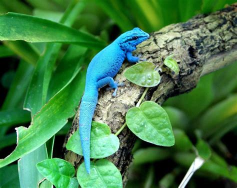 Electric blue day-gecko by NicoJacob on deviantART