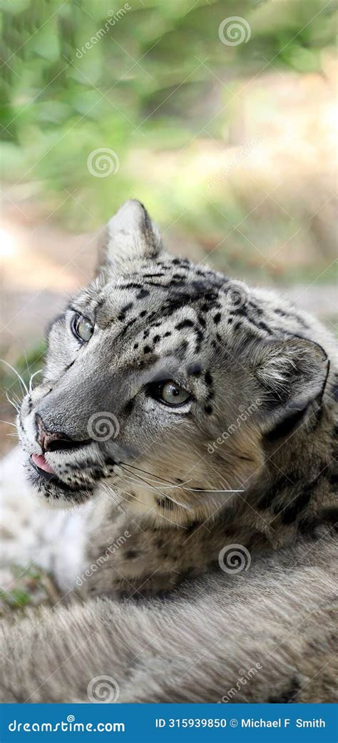 The Snow Leapard Are Big Cats That Live In The Mountains Of Central And