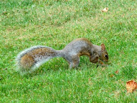 Hey All You Squirrels This Is How To Bury Nuts First Flickr