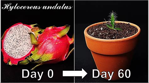 How To Grow Dragon Fruit From Seed｜growing Dragon Fruit Cactus｜how To Grow 78 Dragon Fruit｜eng