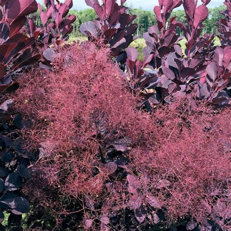 Winecraft Black Smokebush 4 Pot Cotinus Proven Winners Hirts