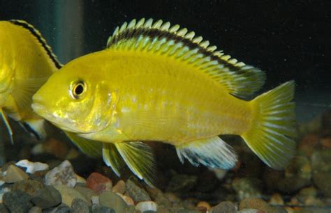 Electric Yellow Cichlid - Pick Fish